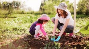 Cara-Cara  Berkebun di Halaman Rumah