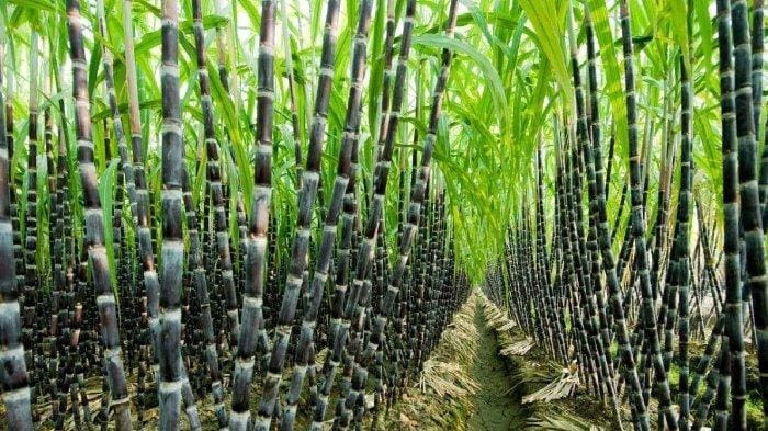 5 Cara Menanam Tebu Dengan Mudah